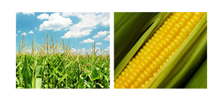 Calidad cornfields and corn